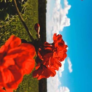 Meet your Posher, Amelia